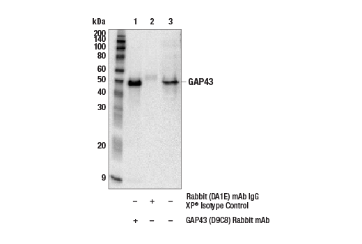 Immunoprecipitation Image 1: GAP43 (D9C8) Rabbit Monoclonal Antibody