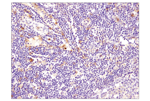 Immunohistochemistry Image 2: SIRPα/SHPS1 (D6I3M) Rabbit mAb (BSA and Azide Free)