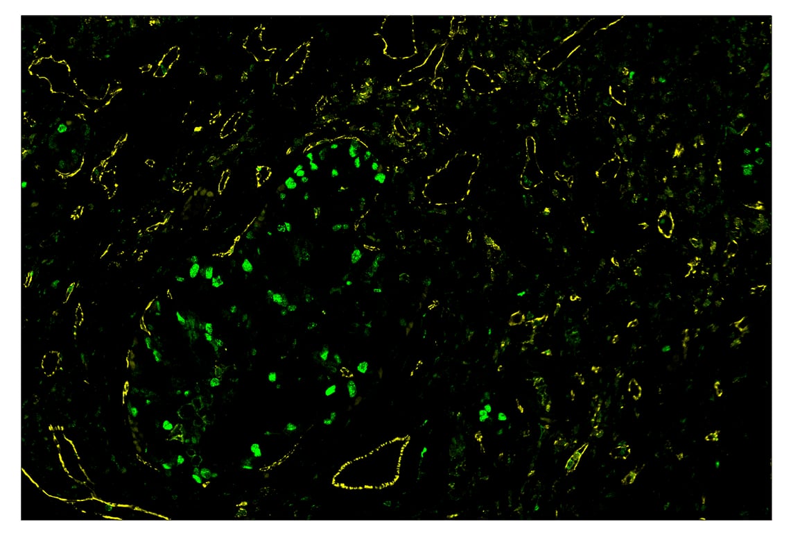 Immunohistochemistry Image 1: CD31 (PECAM-1) (89C2) & CO-0028-488 SignalStar<sup>™</sup> Oligo-Antibody Pair