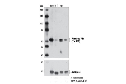 Western Blotting Image 2: Phospho-Akt (Thr450) (D5G4) Rabbit Monoclonal Antibody