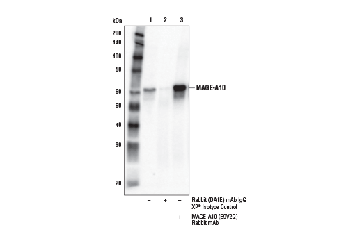 Immunoprecipitation Image 1: MAGE-A10 (E9V2Q) Rabbit Monoclonal Antibody