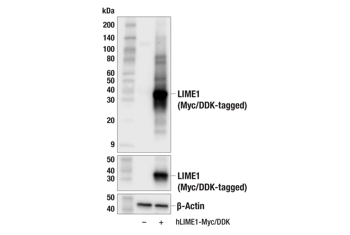 Western Blotting Image 2: LIME1 (E3M3B) Rabbit Monoclonal Antibody