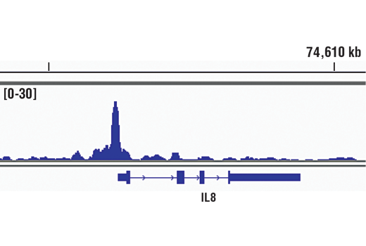 Chromatin Immunoprecipitation Image 1: NF-kappaB p65 (D14E12) Rabbit Monoclonal Antibody