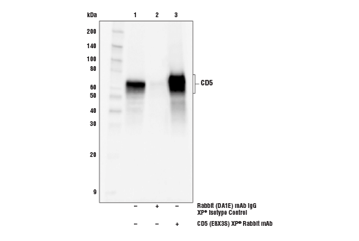 Immunoprecipitation Image 1: CD5 (E8X3S) Rabbit Monoclonal Antibody