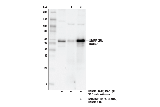 Immunoprecipitation Image 1: SMARCE1/BAF57 (E6H5J) Rabbit Monoclonal Antibody