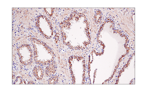 Immunohistochemistry Image 6: IDH2 (KrMab-3) Mouse Monoclonal Antibody