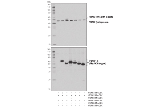 Western Blotting Image 2: PSMC2 (D5T1T) Rabbit Monoclonal Antibody