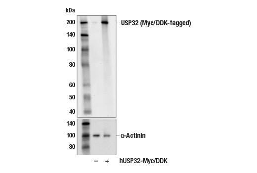 Western Blotting Image 3: USP32 (E8N8G) Rabbit Monoclonal Antibody