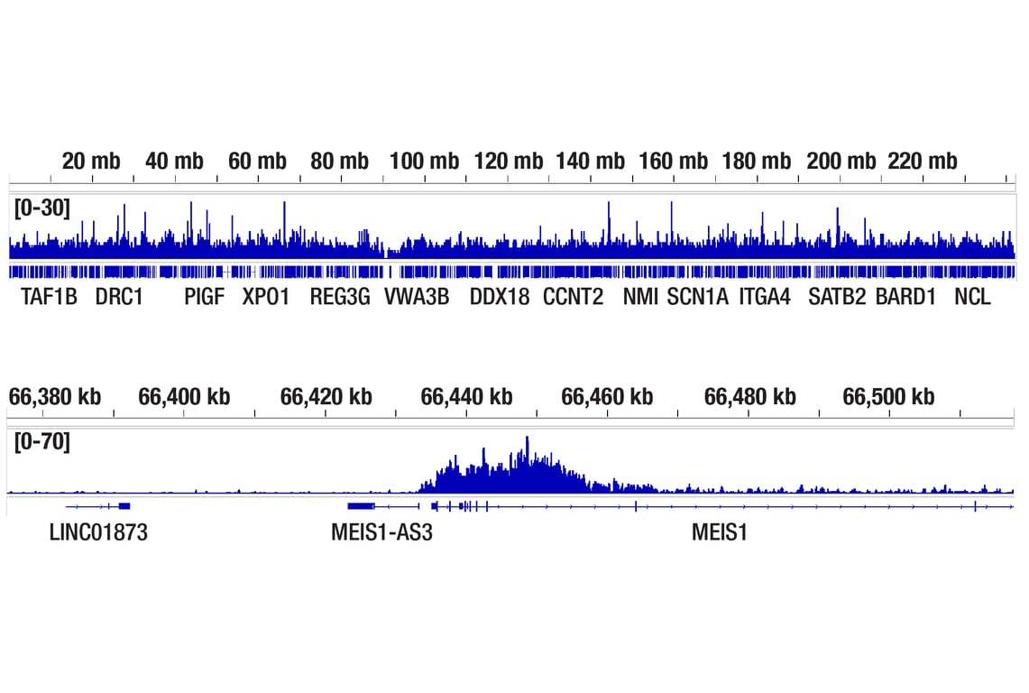 Chromatin Immunoprecipitation Image 2: Menin (E5P1R) Rabbit Monoclonal Antibody