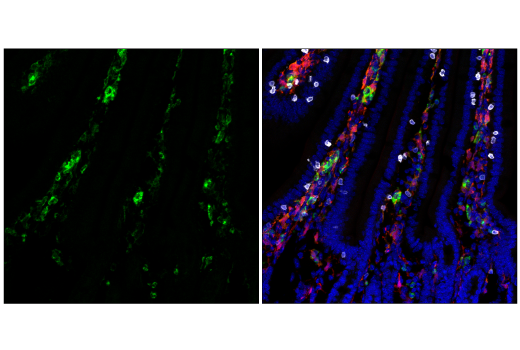 Immunofluorescence Image 1: CD11c (D1V9Y) Rabbit Monoclonal Antibody (Alexa Fluor<sup>®</sup> 488 Conjugate)