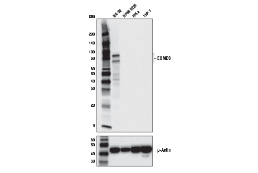 Western Blotting Image 1: EOMES (D8D1R) Rabbit mAb (BSA and Azide Free)