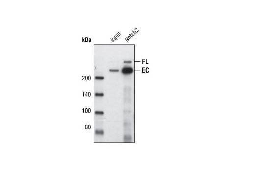 Immunoprecipitation Image 1: Notch2 (8A1) Rabbit Monoclonal Antibody