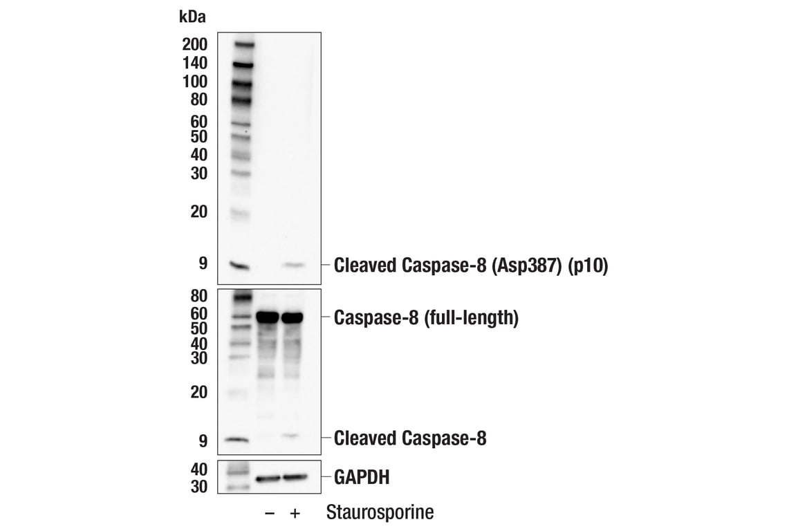Western Blotting Image 2: Cleaved Caspase-8 (Asp387) (p10 subunit) (E8K5S) Rabbit Monoclonal Antibody