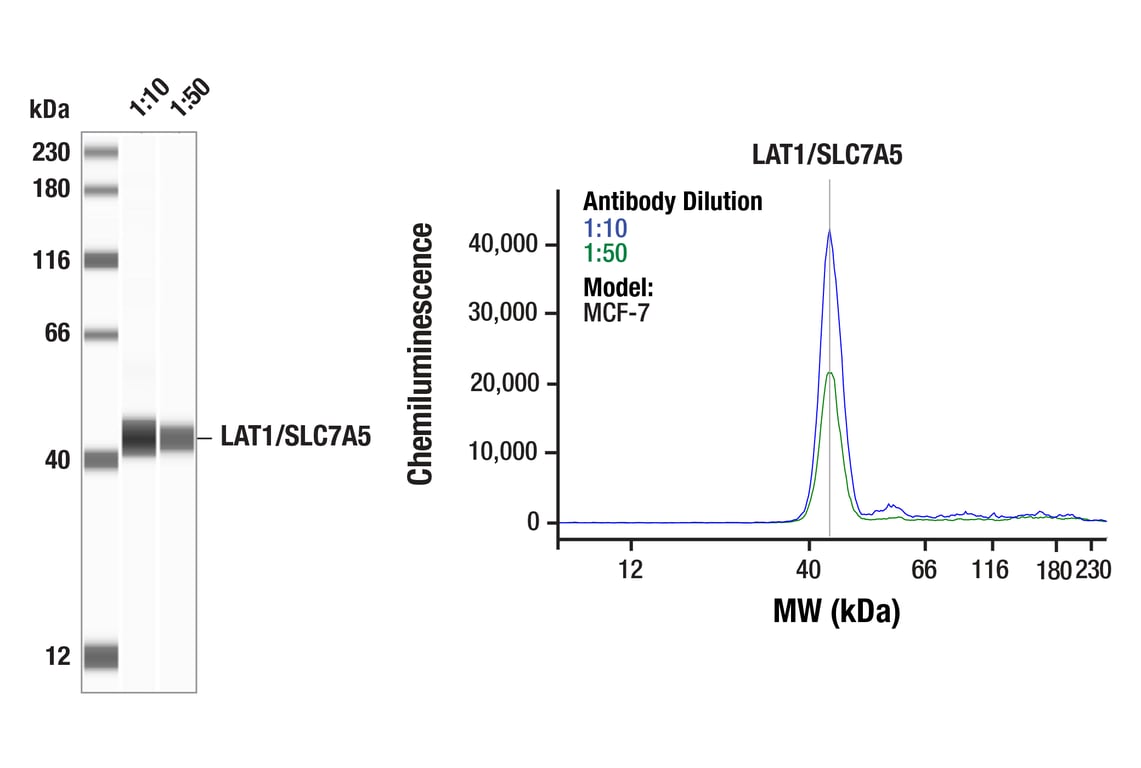 Western Blotting Image 1: LAT1/SLC7A5 (E9O4D) Rabbit Monoclonal Antibody