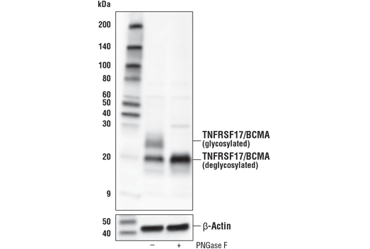 Western Blotting Image 3: TNFRSF17/BCMA (E6D7B) Rabbit Monoclonal Antibody