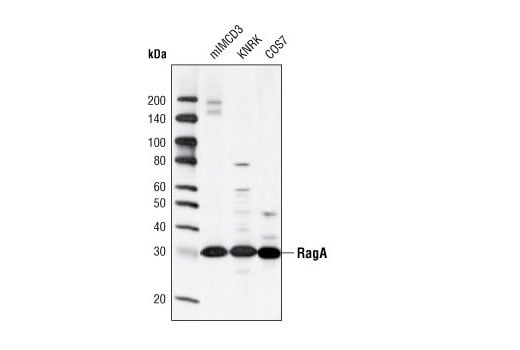 Western Blotting Image 2: RagA (D8B5) Rabbit mAb