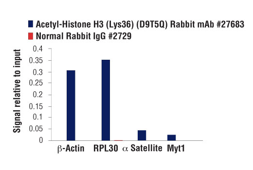 Chromatin Immunoprecipitation Image 3: Acetyl-Histone H3 (Lys36) (D9T5Q)<sup> </sup> Rabbit Monoclonal Antibody
