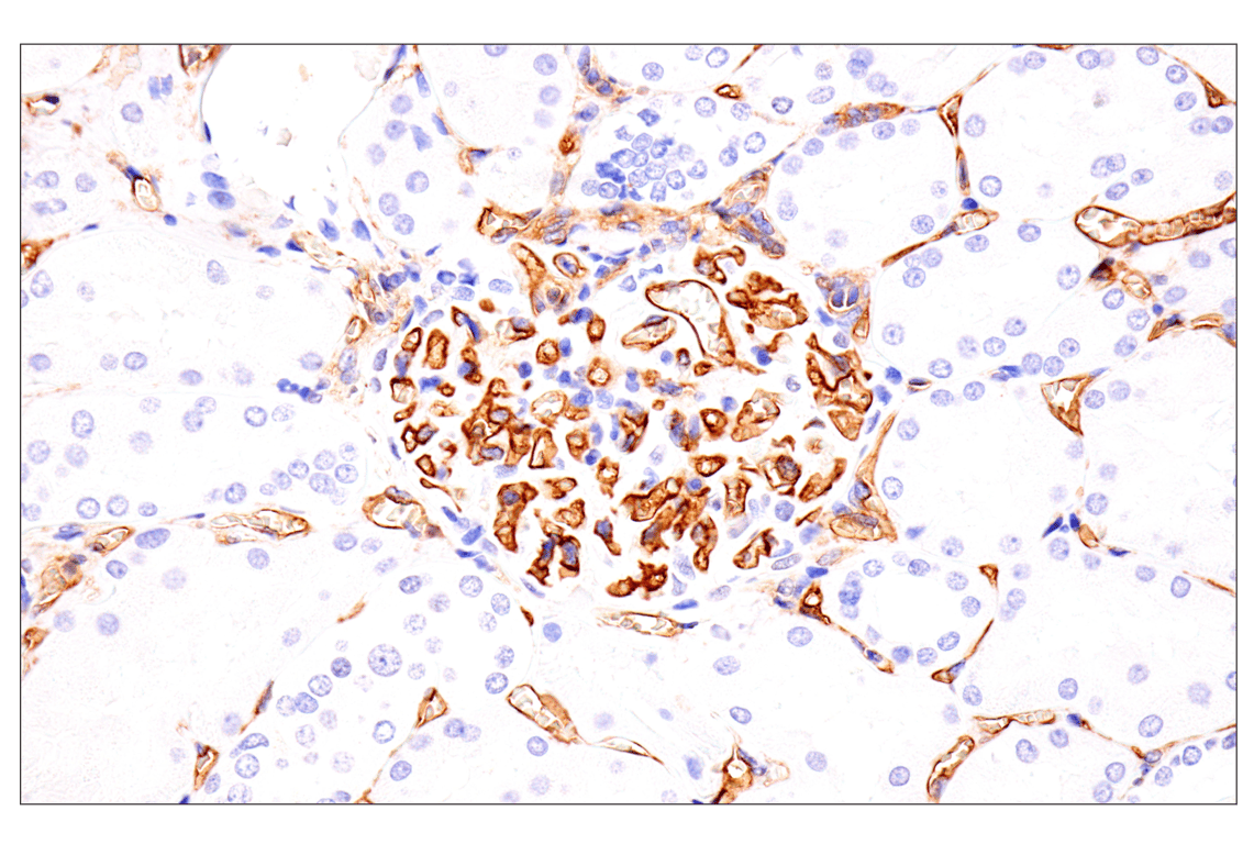Immunohistochemistry Image 8: EMCN (E3Z4D) Rabbit Monoclonal Antibody