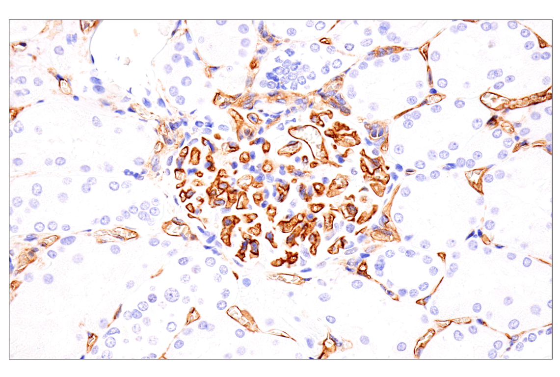 Immunohistochemistry Image 8: EMCN (E3Z4D) Rabbit mAb