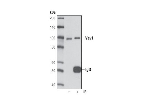 Immunoprecipitation Image 1: Vav1 (D45G3) Rabbit Monoclonal Antibody
