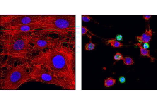Immunofluorescence Image 1: Cleaved Caspase-9 (Asp353) Antibody