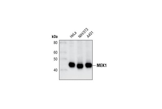 Western Blotting Image 2: MEK1 (61B12) Mouse Monoclonal Antibody
