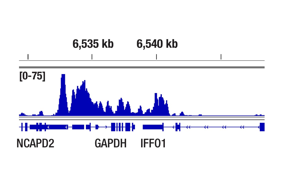 CUT & Tag Image 1: Acetyl-Histone H3 (Lys9) (C5B11) Rabbit Monoclonal Antibody