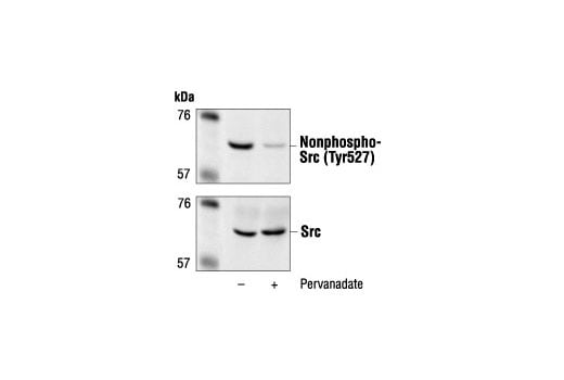 undefined Image 5: Src Antibody Sampler Kit