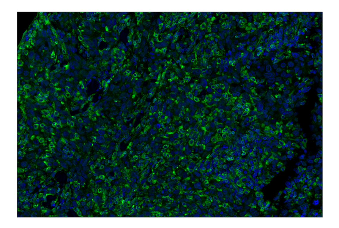 Immunohistochemistry Image 2: STING (D2P2F) Rabbit Monoclonal Antibody (Alexa Fluor<sup>®</sup> 488 Conjugate)