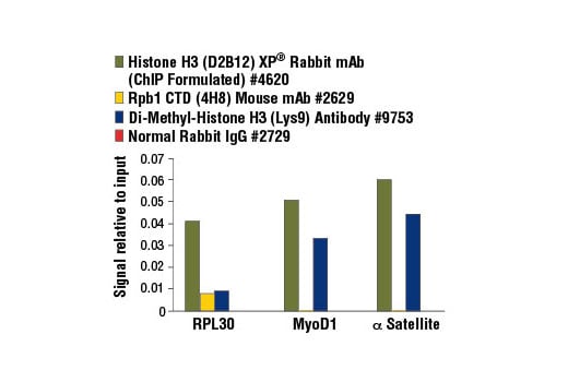 Chromatin Immunoprecipitation Image 3: SimpleChIP<sup>®</sup> Enzymatic Chromatin IP Kit (Magnetic Beads)