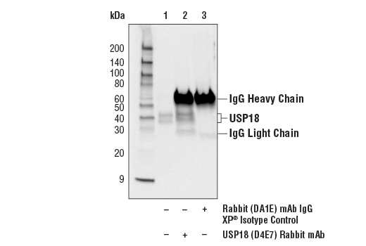 Immunoprecipitation Image 1: USP18 (D4E7) Rabbit Monoclonal Antibody