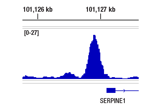 Chromatin Immunoprecipitation Image 1: HIF-2 alpha (E7K6E) Rabbit Monoclonal Antibody