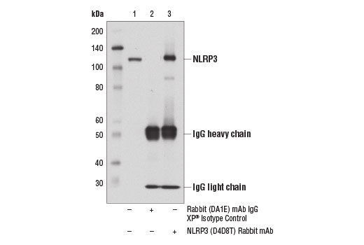 undefined Image 22: Mouse Reactive Inflammasome Antibody Sampler Kit