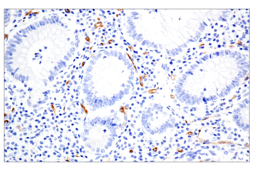 Immunohistochemistry Image 12: PODXL (E8O1S) Rabbit Monoclonal Antibody