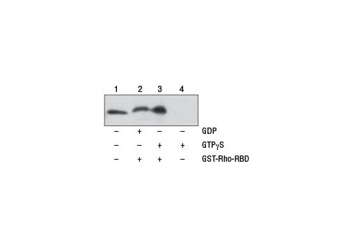 undefined Image 1: Active Rho Detection Kit