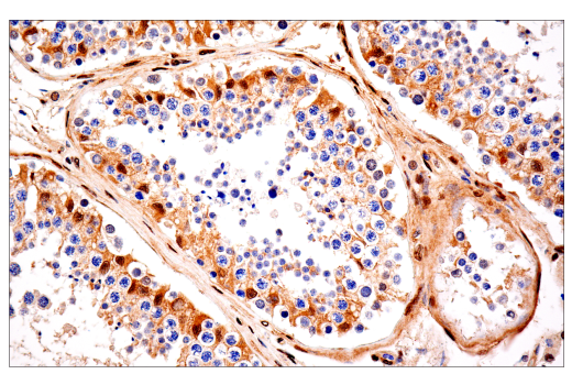 YAP/TAZ (E9M8G) Rabbit mAb (BSA and Azide Free) | Cell
