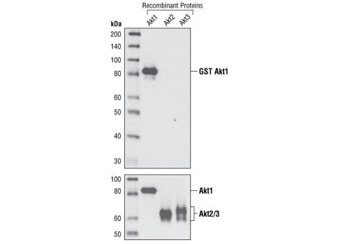 undefined Image 3: Akt Isoform Antibody Sampler Kit