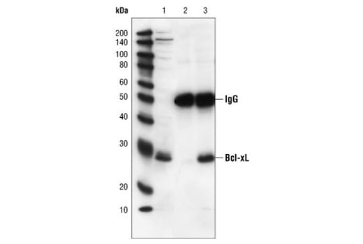 undefined Image 11: Pro-Survival Bcl-2 Family Antibody Sampler Kit