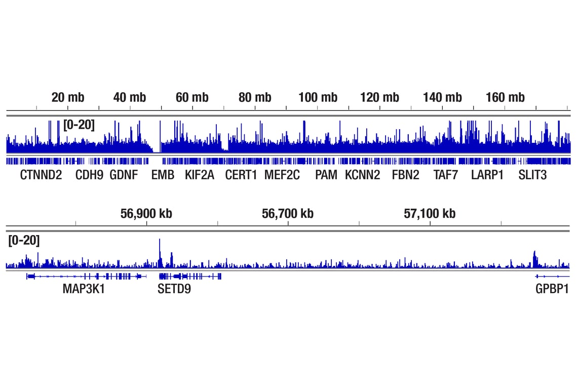 CUT & RUN Image 2: Progesterone Receptor A/B (D8Q2J) Rabbit Monoclonal Antibody