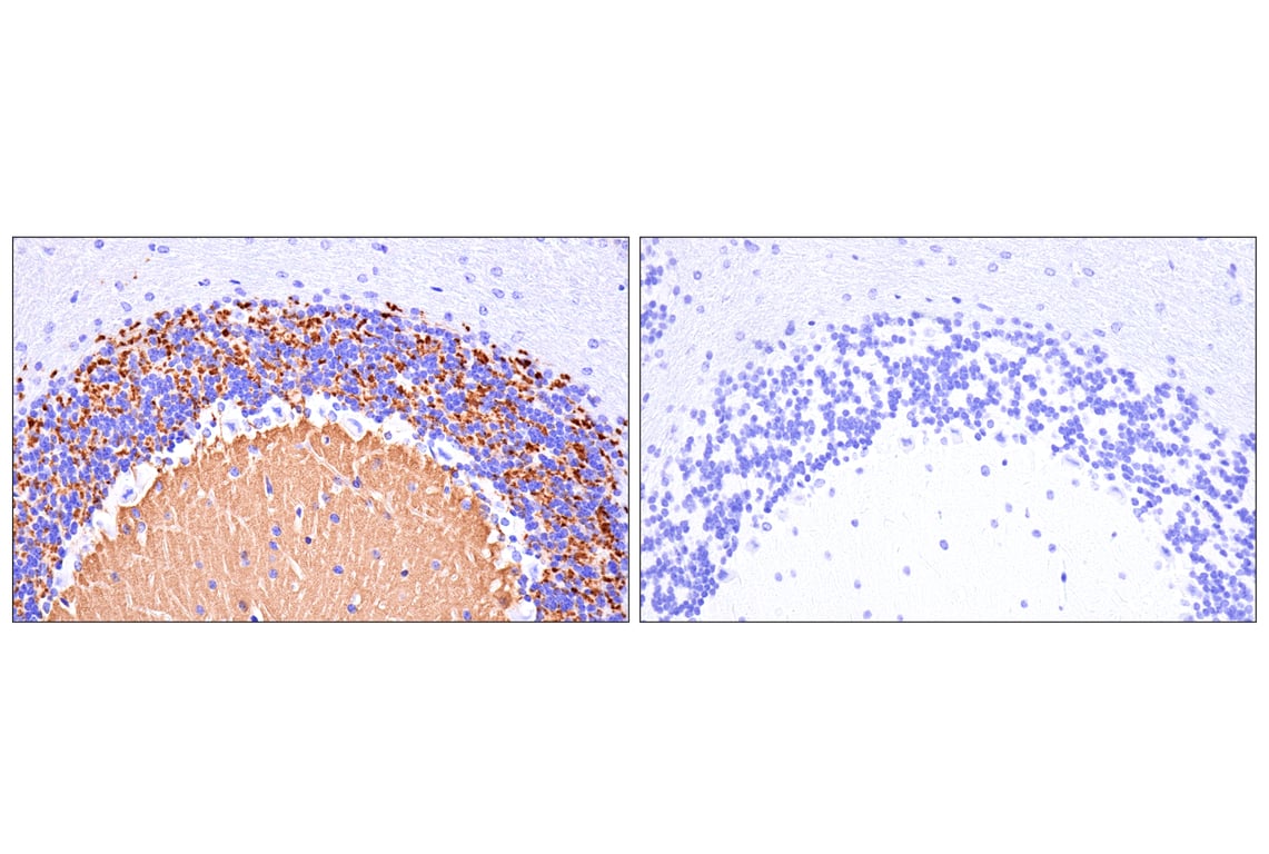 Immunohistochemistry Image 6: VGLUT1 (E8L5B) Rabbit Monoclonal Antibody