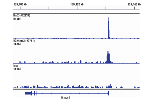 Chromatin Immunoprecipitation Image 5: SimpleChIP<sup>®</sup> Plus Sonication Chromatin IP Kit
