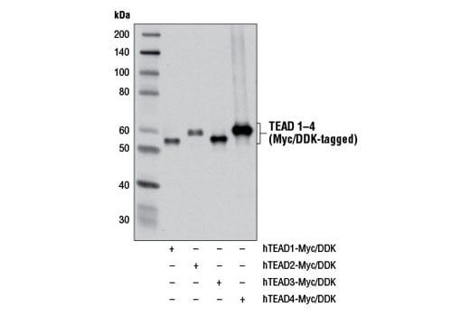 Western Blotting Image 3: Pan-TEAD (D3F7L) Rabbit Monoclonal Antibody (Biotinylated)
