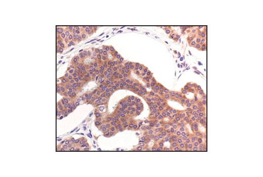 Immunohistochemistry Image 4: PABP1 Antibody