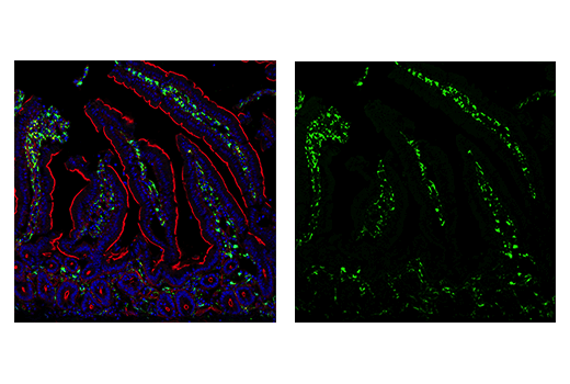 Iba1/AIF-1 (E4O4W) XP® Rabbit mAb (BSA and Azide Free