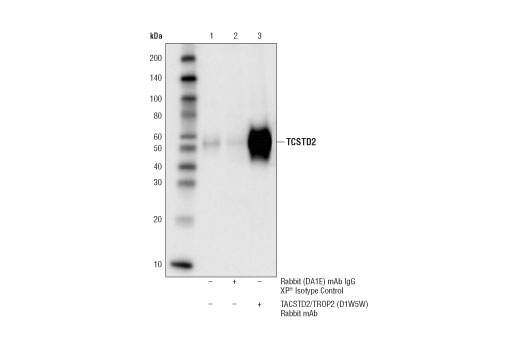 Immunoprecipitation Image 1: TACSTD2/TROP2 (D1W5W) Rabbit Monoclonal Antibody