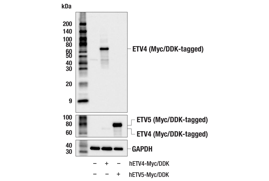 Western Blotting Image 2: ETV4 (E1W1G) Rabbit Monoclonal Antibody