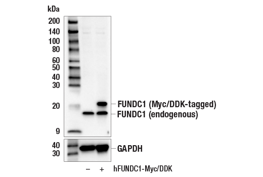 Western Blotting Image 2: FUNDC1 (E1C6G) Rabbit Monoclonal Antibody