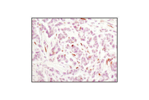 Immunohistochemistry Image 1: Phospho-Stat3 (Tyr705) (M9C6) Mouse Monoclonal Antibody (BSA and Azide Free)