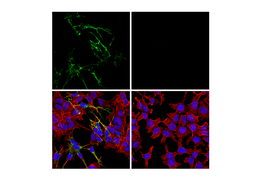 Immunofluorescence Image 1: CHGA (E8X7R) Rabbit Monoclonal Antibody
