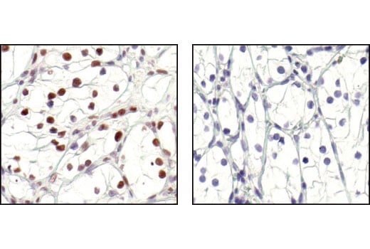 Immunohistochemistry Image 5: Phospho-CREB (Ser133) (87G3) Rabbit Monoclonal Antibody